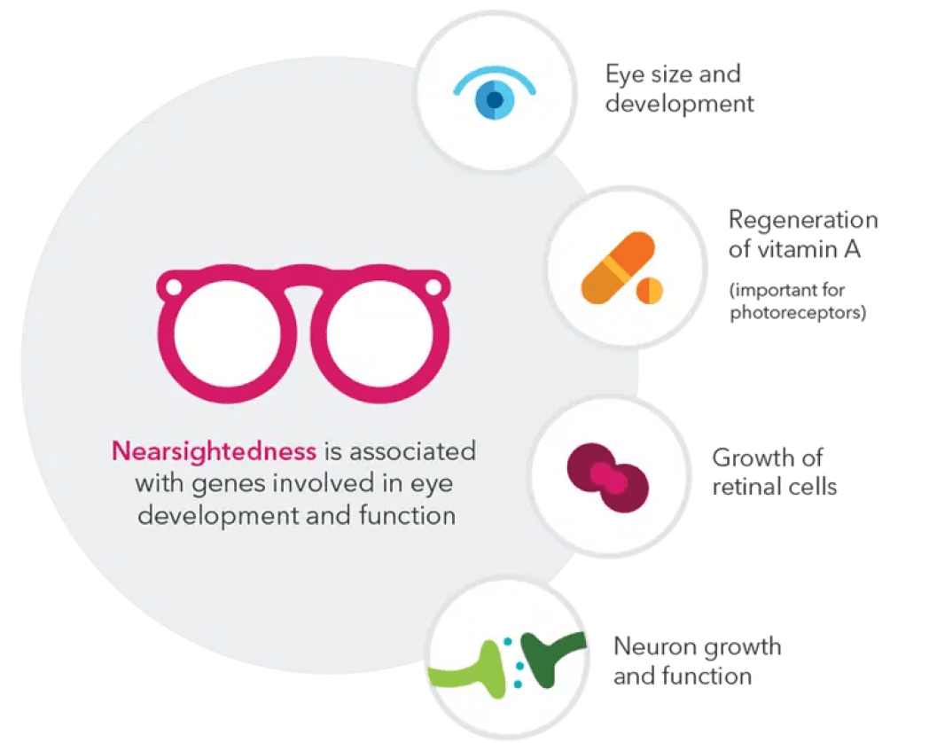 Image displays glasses illustrating that “nearsightedness is associated with genes involved in eye development and function”. Image shows an eye illustrating “eye and size development”. Image shows pill shape illustrating “regeneration of vitamin A, which is important for photoreceptors”. Image shows cells illustrating growth of retinal cells. Image shows illustration of neuron growth and function.